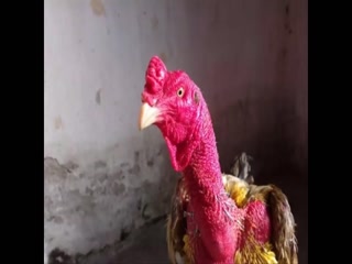 Tổng hợp những gà chọi nổi tiếng nhất Việt Nam