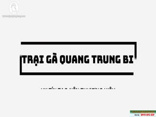 2/11/2020 Top Gà Mái Nòi Hàng Chuẩn Cho Ae Cản Đổ | Trại Gà Quang Trung